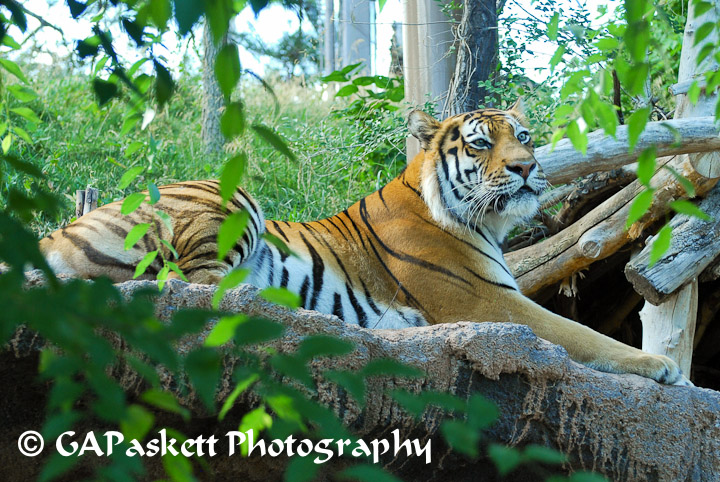 tiger