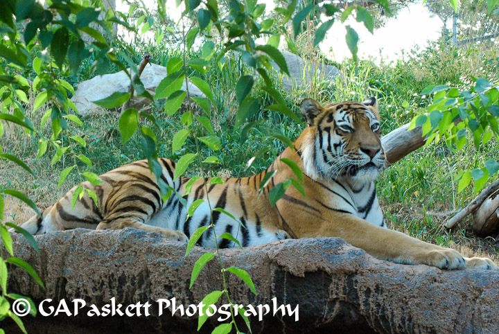 tiger