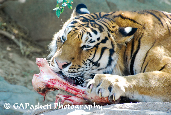 tiger