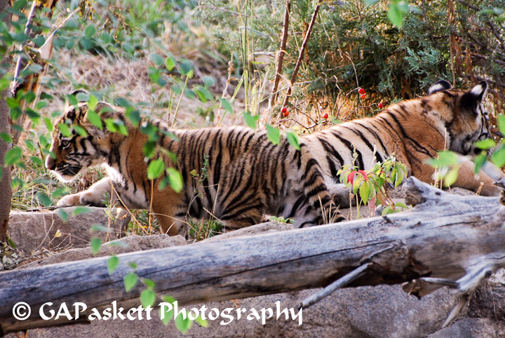 tiger cubs
