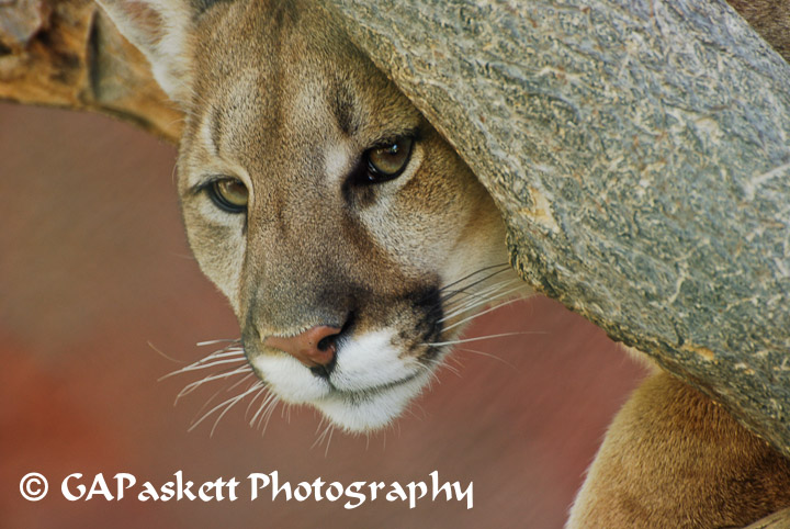 cougar
