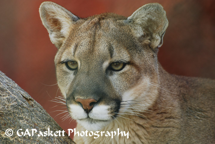 cougar