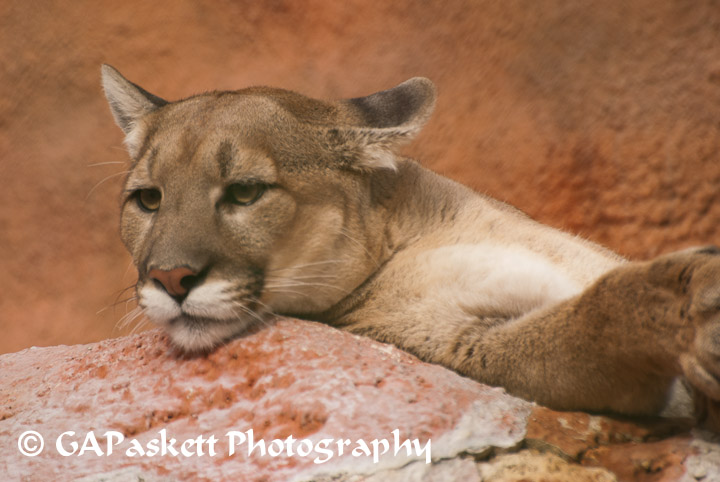cougar