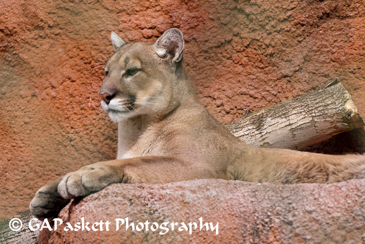 cougar