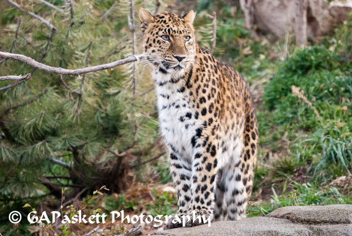 leopard
