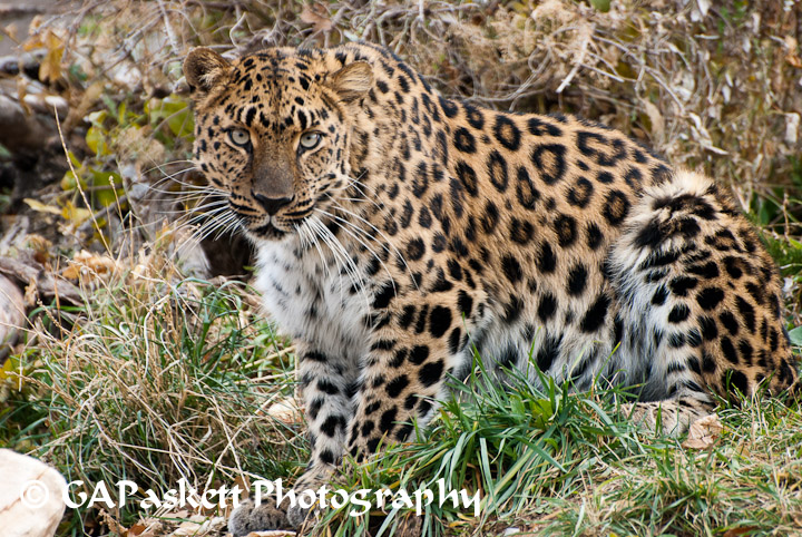 leopard