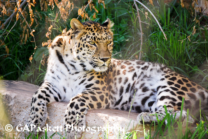leopard