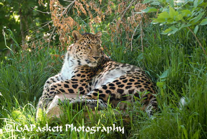 leopard