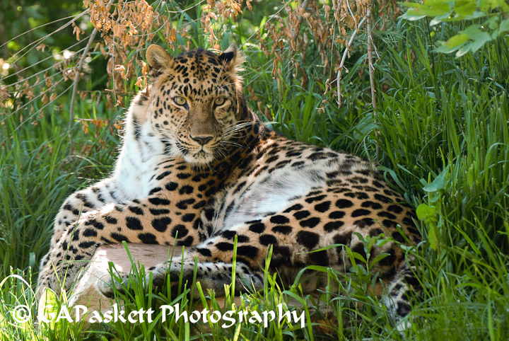 leopard