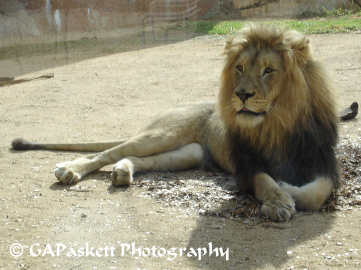 lion