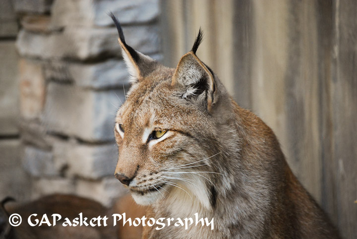 lynx