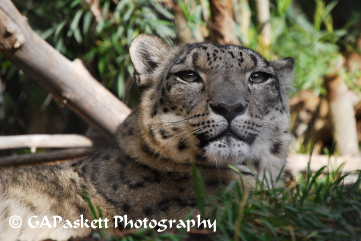 snow leopard