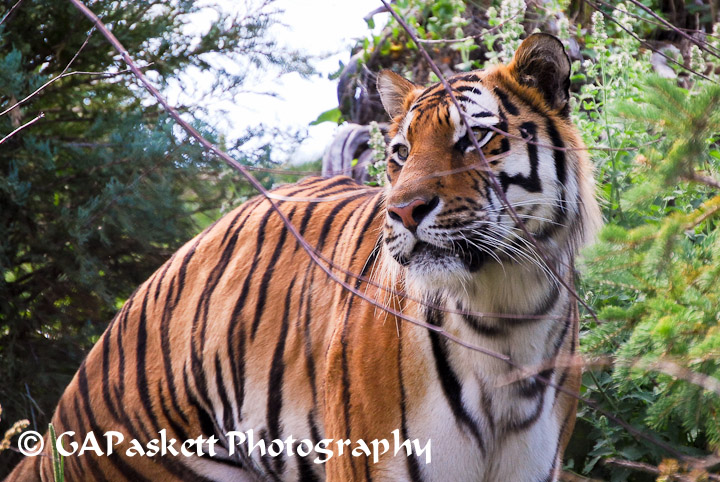 tiger