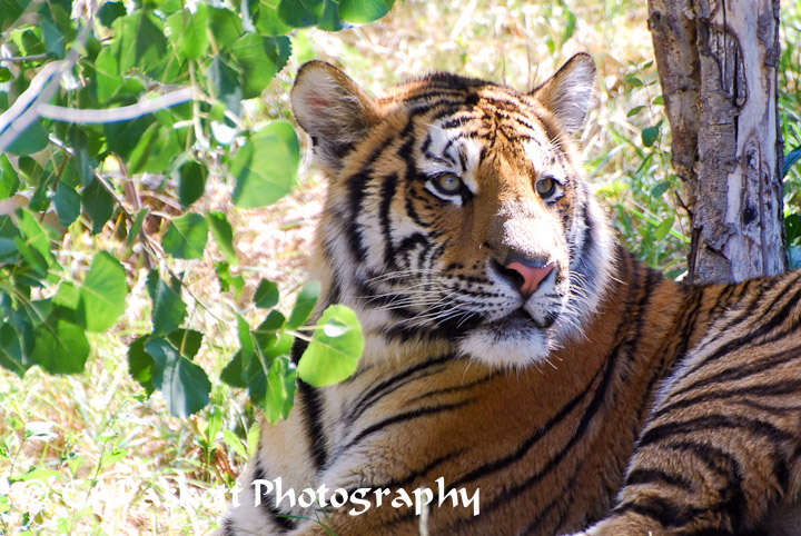 tiger