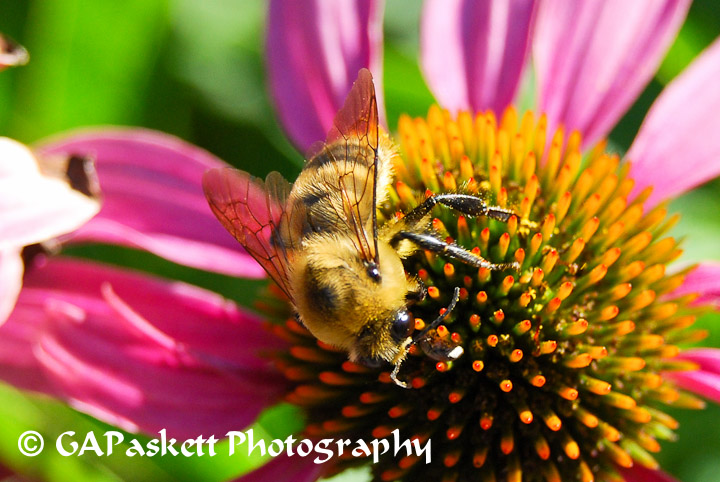 bee