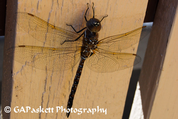 dragonfly