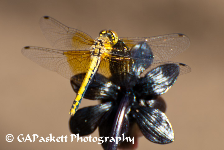 dragonfly