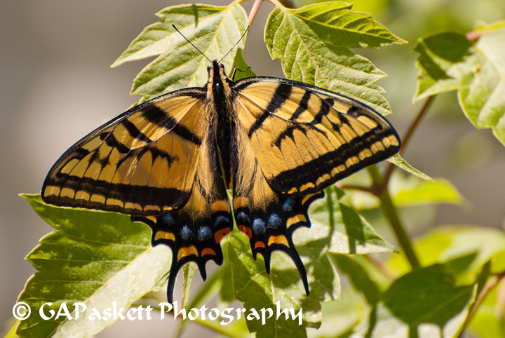 butterfly