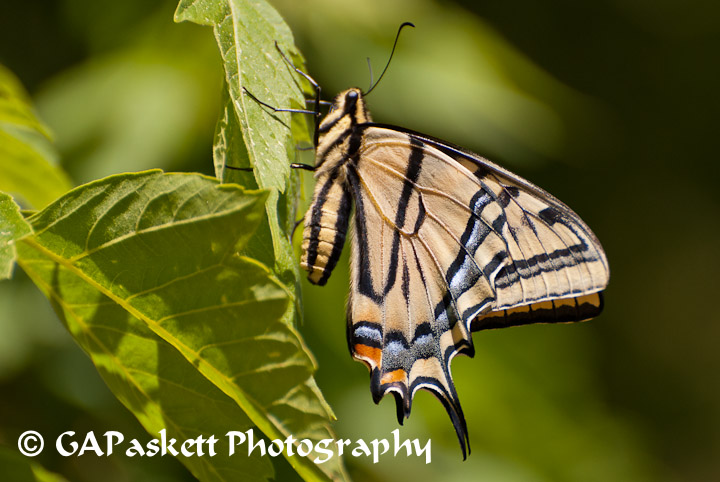 butterfly