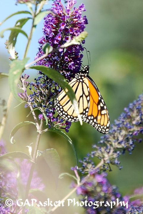butterfly