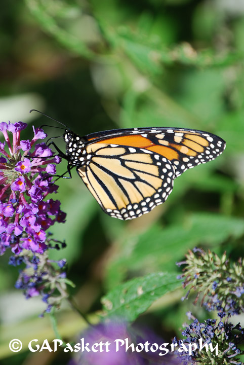 butterfly