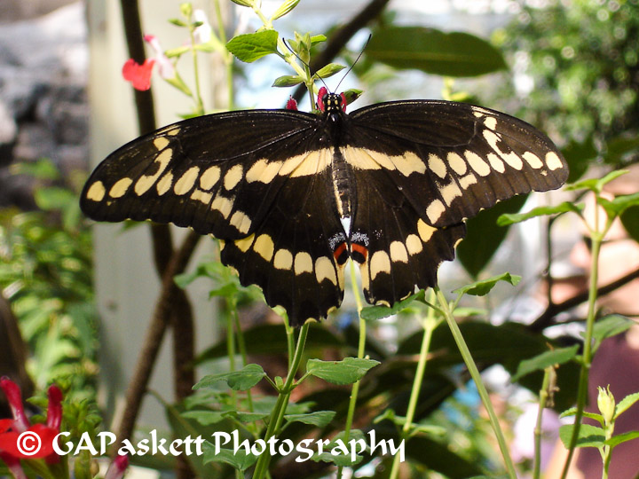 butterfly
