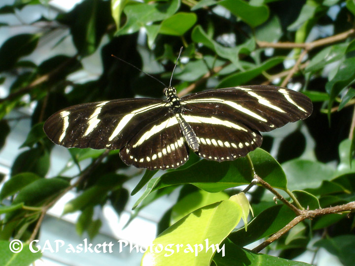 butterfly