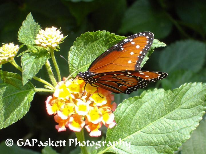 butterfly