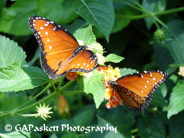 butterfly