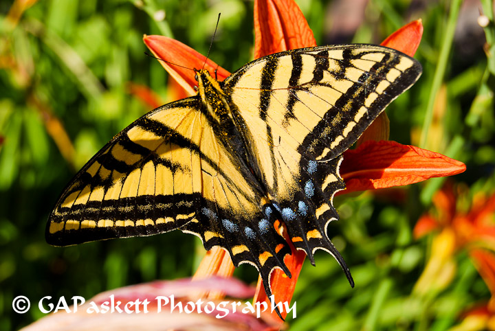 butterfly