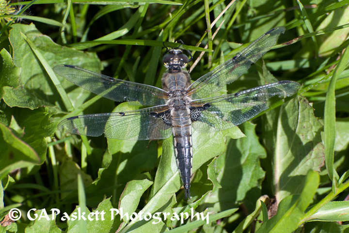 dragonfly